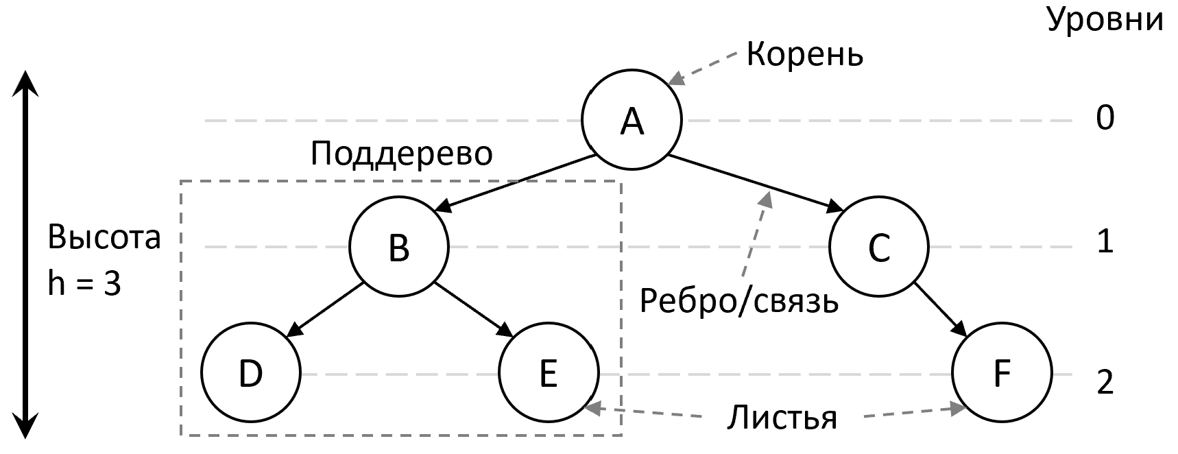 Деревья и их основные понятия
