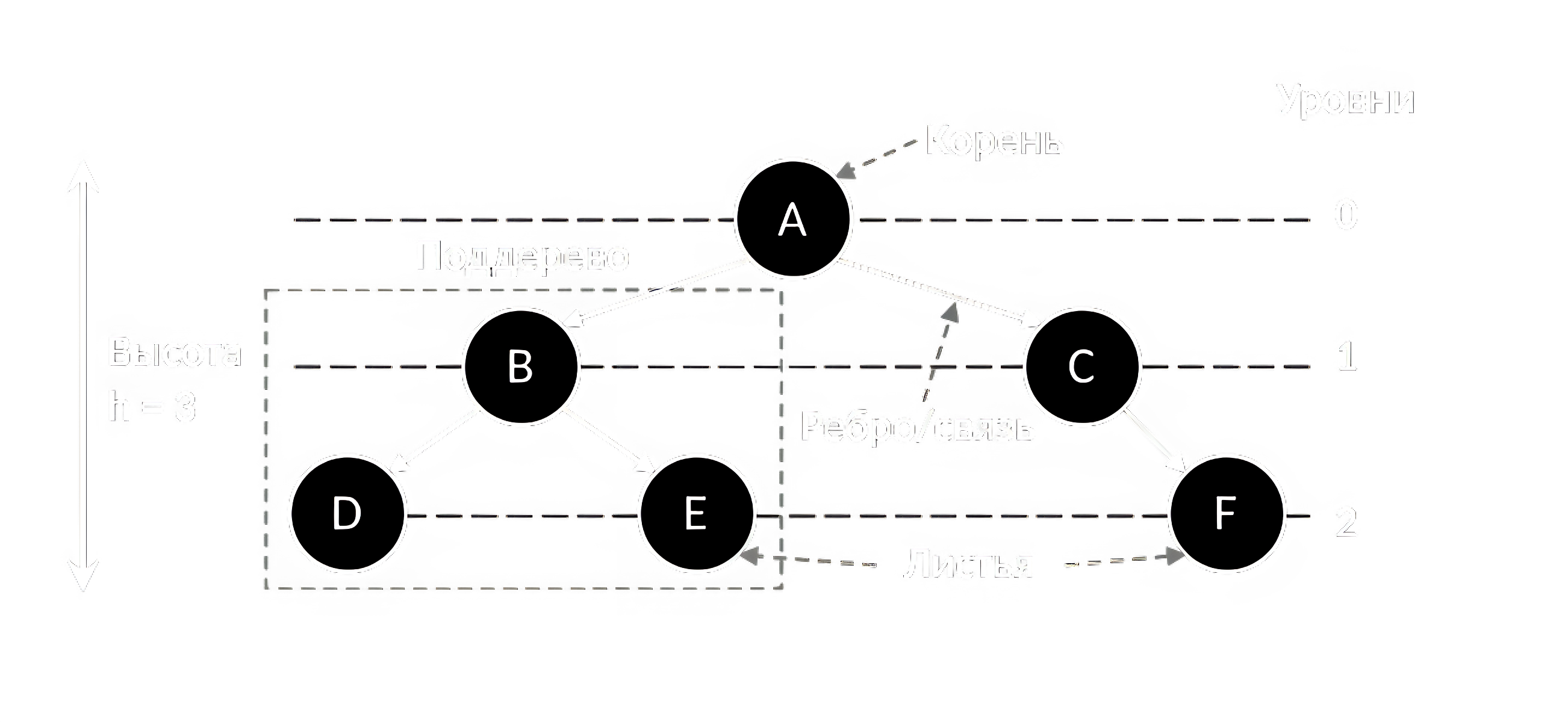 Деревья и их основные понятия